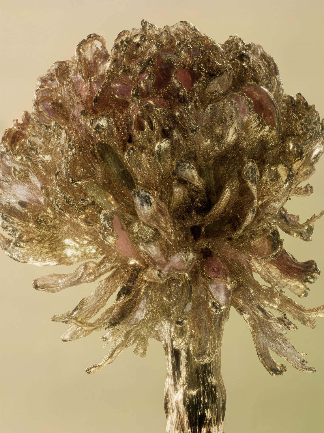 New Hybrids - © Benjamin Muzzin