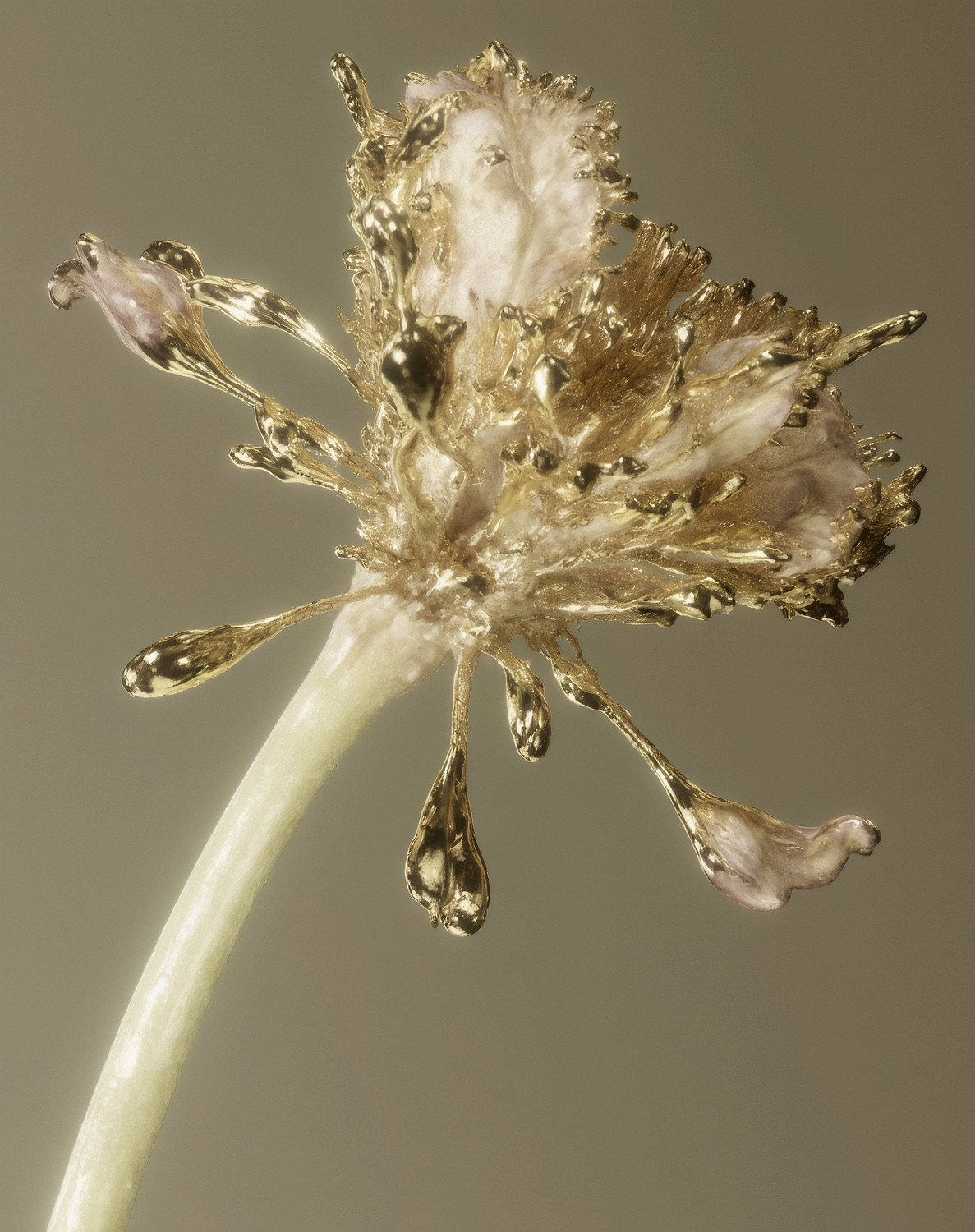 New Hybrids - © Benjamin Muzzin